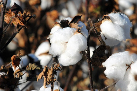 Why Many Premium Brands Continue to Choose Cotton Turkish Towels